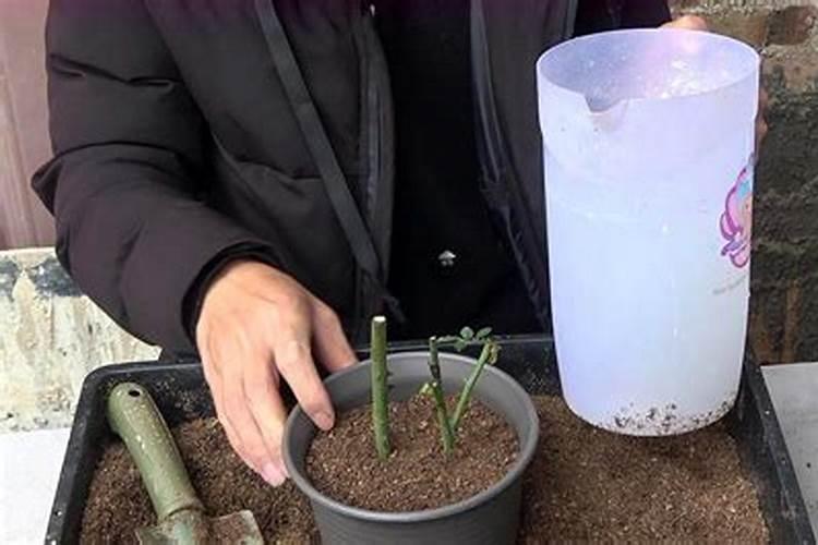 月季光杆插的发芽了多久要施肥吗？