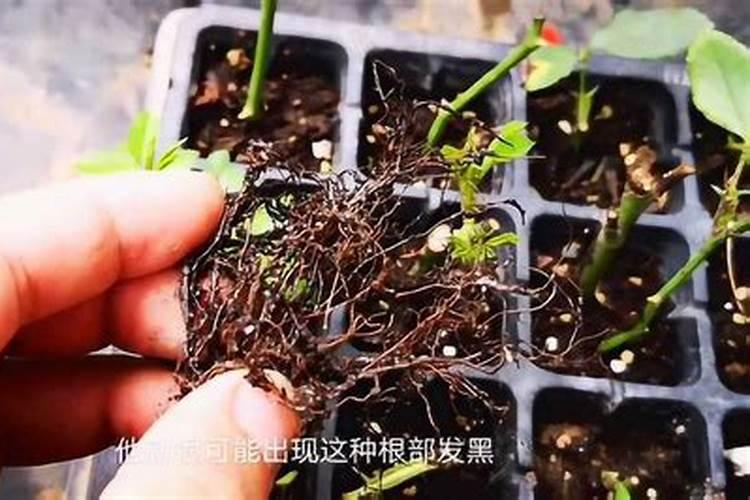 扦插月季刚长牙笋需要喷什么营养？