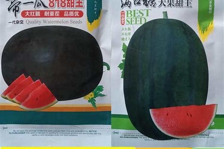 露天西瓜种植方法