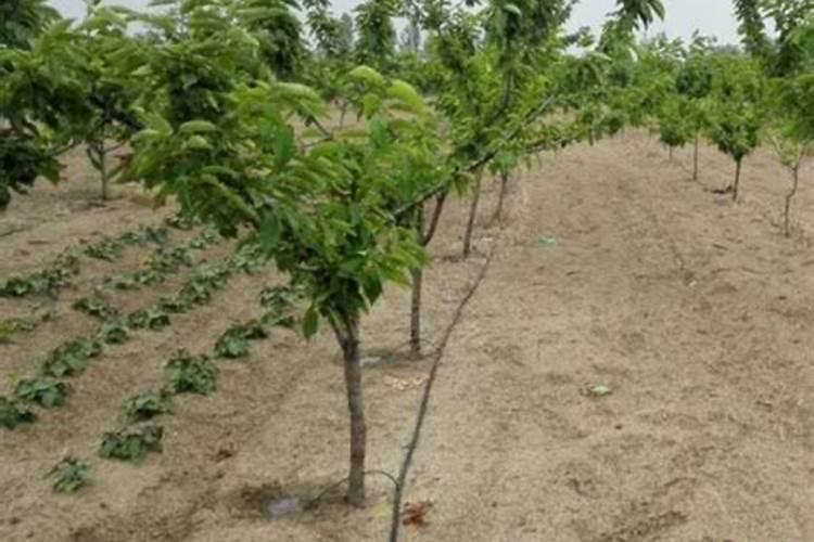 十一月份苹果树还没落叶可以带叶修剪了吗或去除大枝？