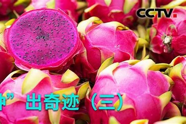 夏天怎么养绿萝