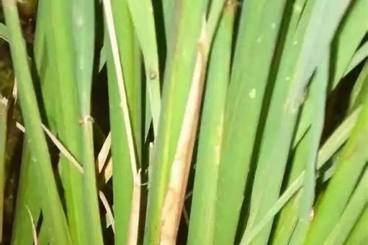 水稻灌浆期用施肥吗 水稻灌浆期用是否需要施肥