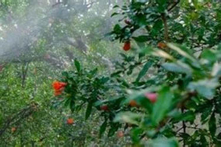 连续下雨后需要给蔬菜施肥吗
