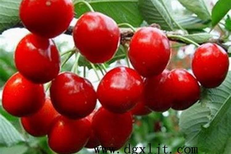 大樱桃种植的秋季,该怎么管理？