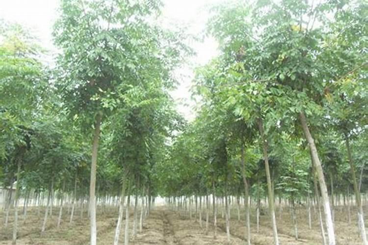 噻虫嗪颗粒剂能矿源黄腐酸钾一起用吗？