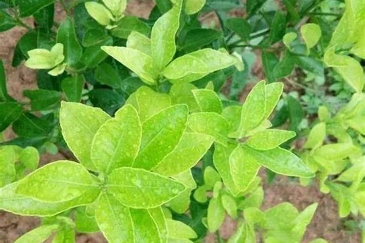 为啥种植油菜要增施硼肥？硼肥的功效都有什么？