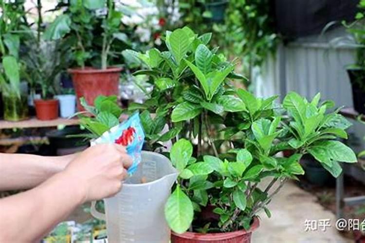 芸豆一蓟马打敌杀死可以吗