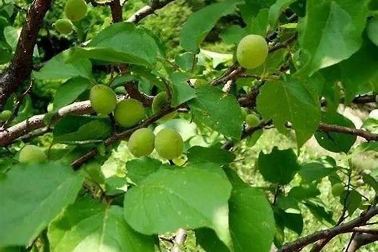 杏子栽重茬用什么杀菌药？