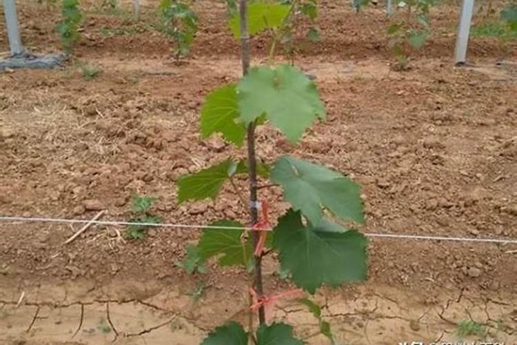 葡萄施什么肥 种植葡萄需要施加什么肥料