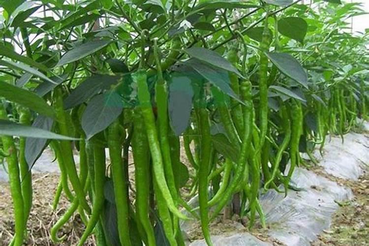 毕节线椒栽培技术要点