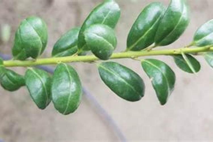 冬青树如何养殖(冬青树种植技术和管理)