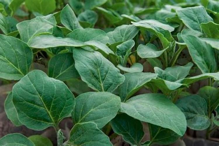 茄子移栽后几天施肥 茄子的施肥原则