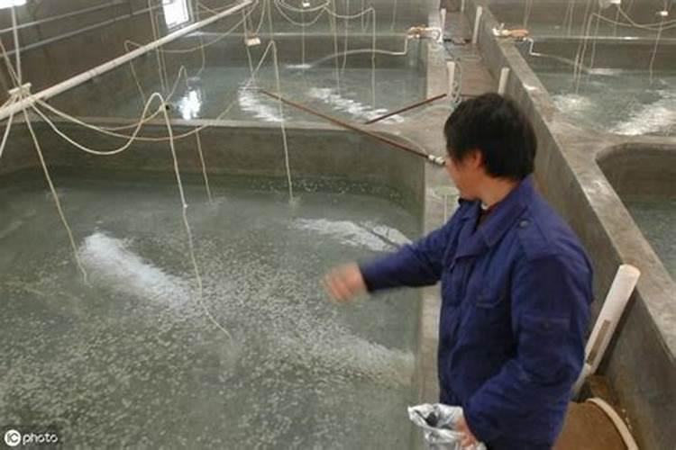 鱼塘下肥碳铵和磷肥怎么用