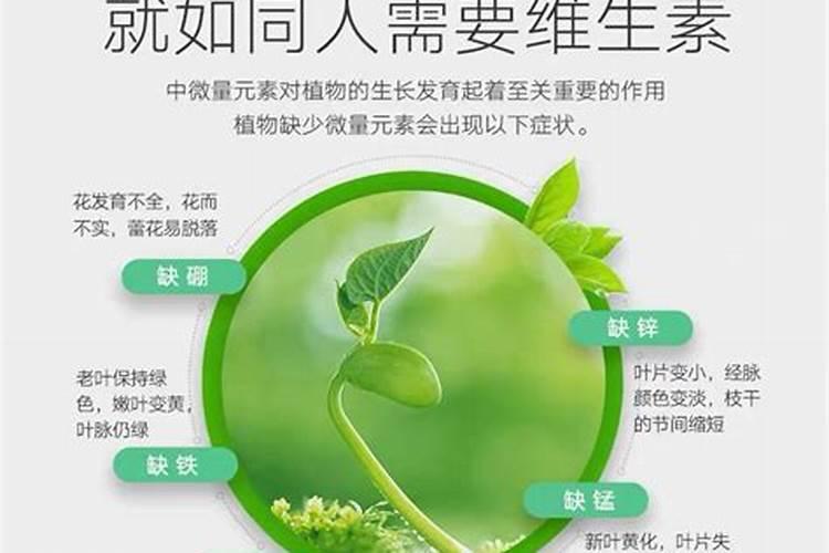 颗粒控释肥适合多肉吗？
