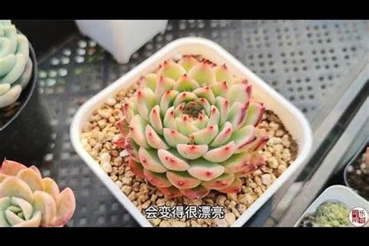 水溶肥如何给多肉施肥？