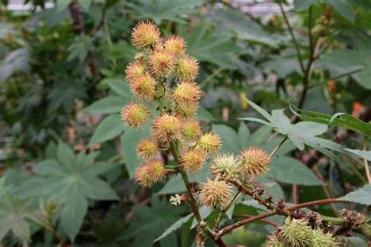花肥分为几种