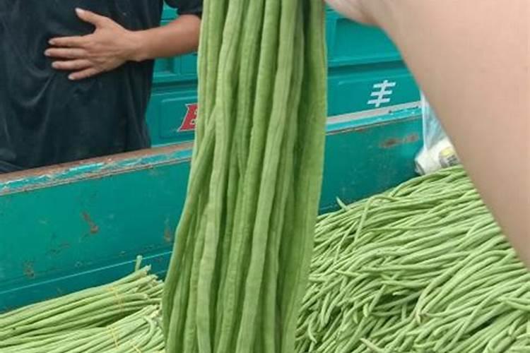 豆角拉直拉长的特效药