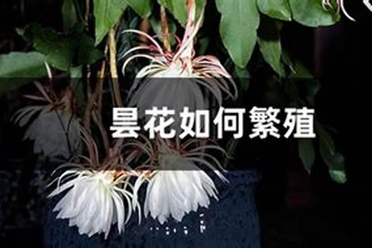 昙花多久施肥 昙花施肥时间需注意什么