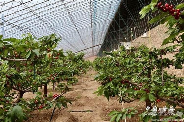 怎样预防和减轻大樱桃裂果？