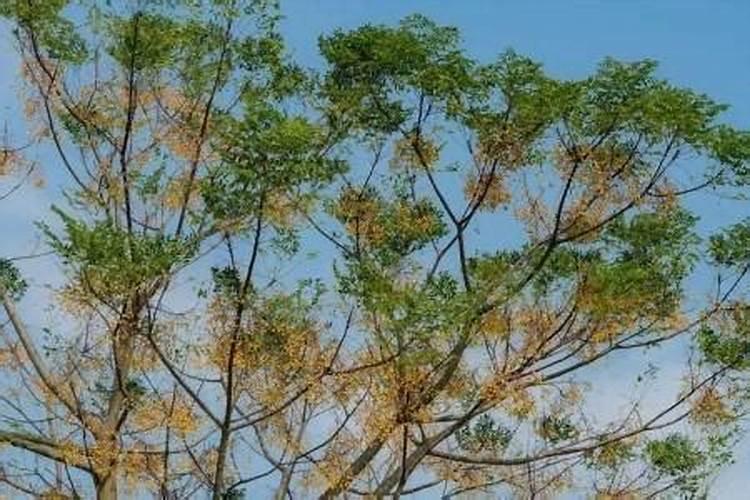 烟草在采摘前一个月左右可以喷施叶面肥么