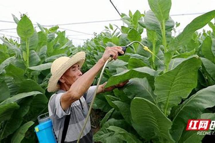烟草种植需要什么肥料