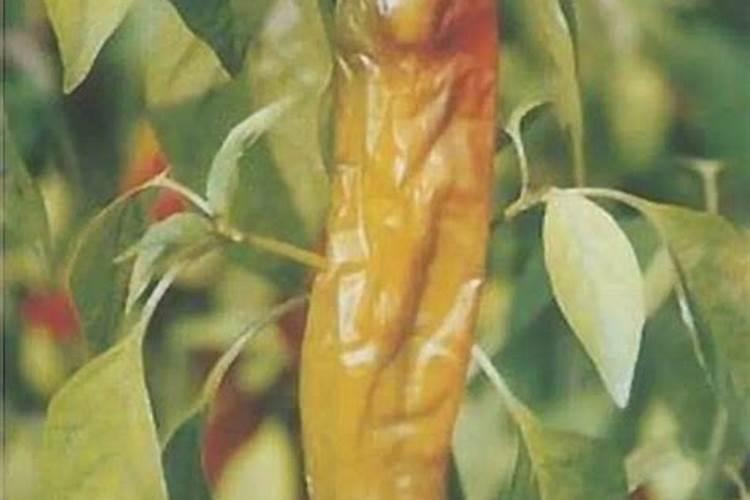 辣椒结果期用什么叶面肥效果好？辣椒挂果期喷什么叶面肥结果多？
