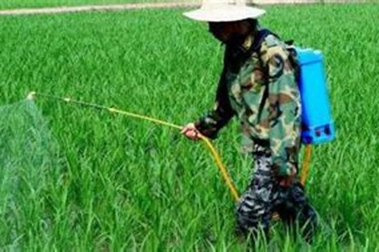 茄子刚喷完药,过几天能喷叶面肥不是大朋