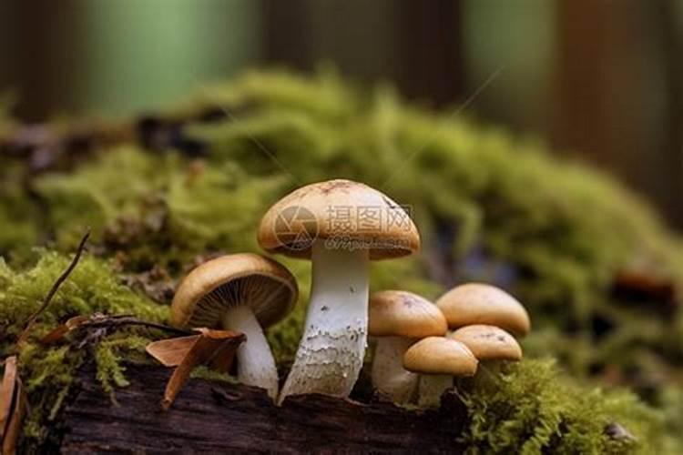 蘑菇怎么追肥好 施肥时间与方法