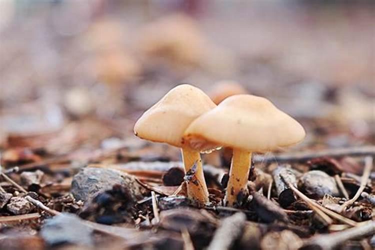 蘑菇对生长环境有什么要求