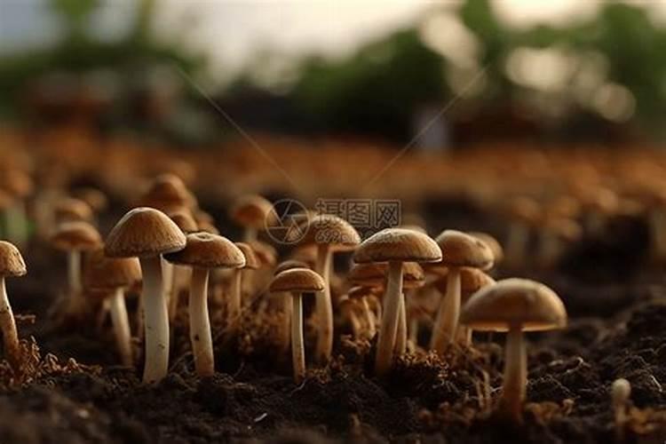 蘑菇食用菌养殖方法