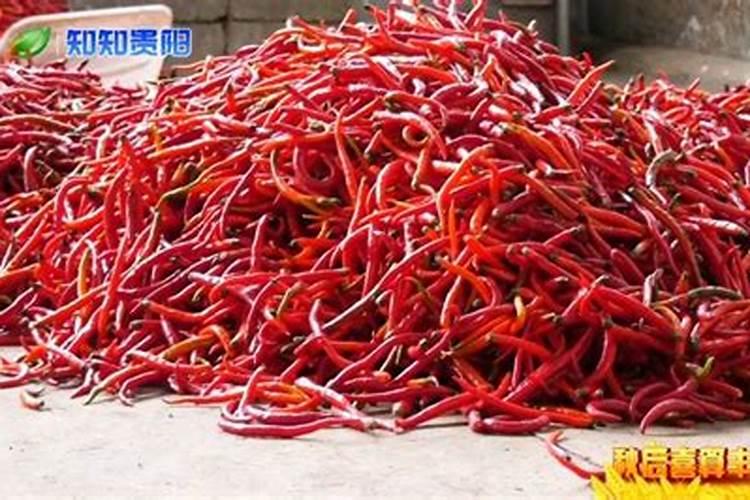 加大宝水溶肥辣椒专用是真的吗