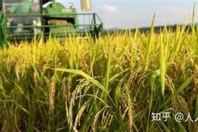 湖南水稻施肥方法及时间 湖南水稻施肥方法和时间