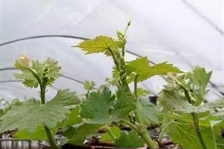 阳光玫瑰葡萄保花最佳温度是多少度？