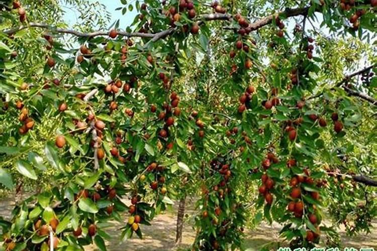 枣树小叶病怎么治,用什么药