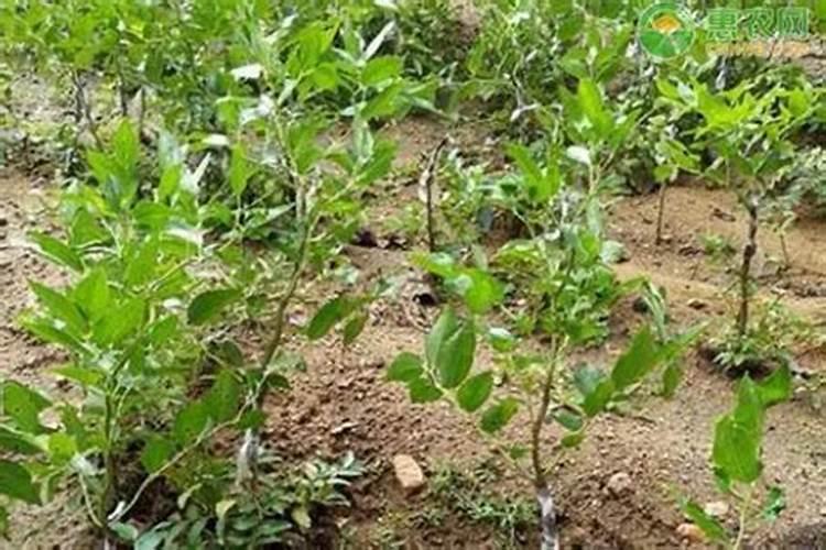 种植红枣的水肥管理技术有哪些 养殖方法总结