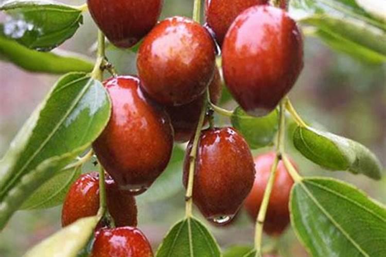 枣树用什么叶面肥增产、着色效果最好,应该什么时候用？