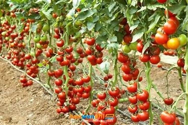 小麦返青喷施液体氮肥可以吗有毒吗