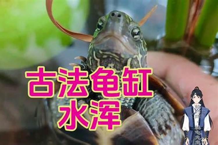 乌龟病了怎么治