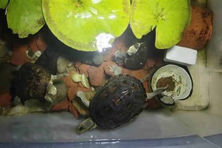 水君子施什么肥最好？