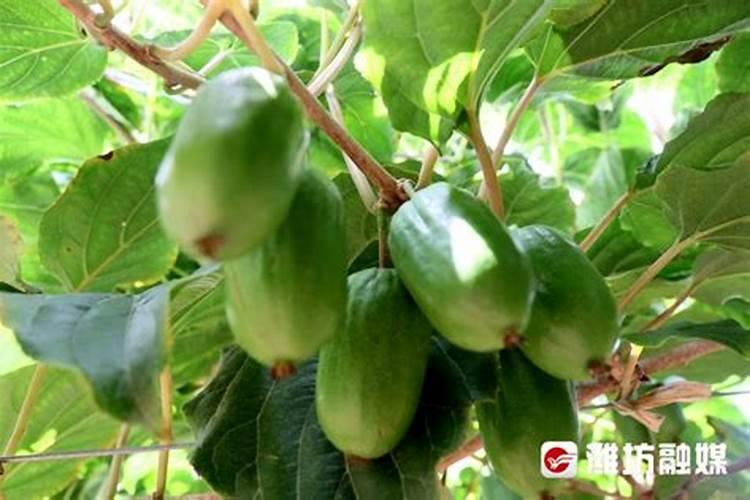 安丘市万物春生物科技有限公司怎么样？