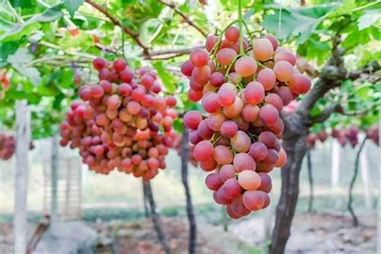 菠萝蜜裂果的原因是什么？预防措施在这里!