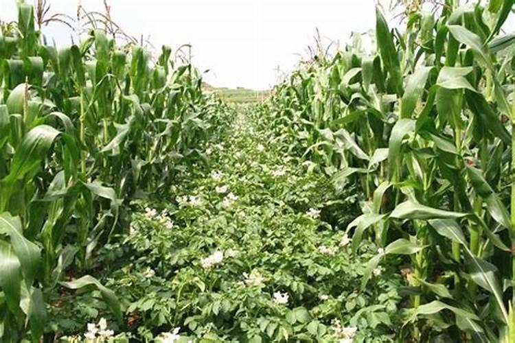 马铃薯要注意钾肥的施用(种植马铃薯为什么要重视施钾肥)