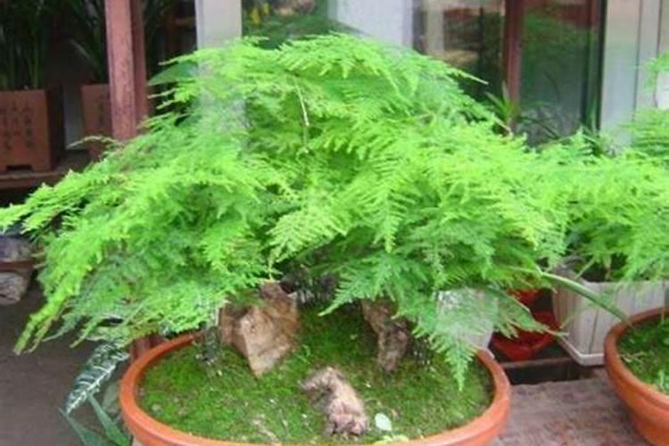 文竹底肥放什么肥好(底肥施用方法)