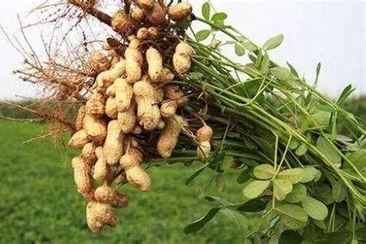 花生空壳用什么肥料好？