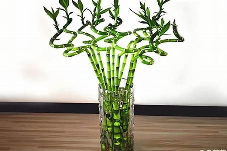 水养绿竹怎么养才能更旺盛 水养绿竹如何养才能更旺盛