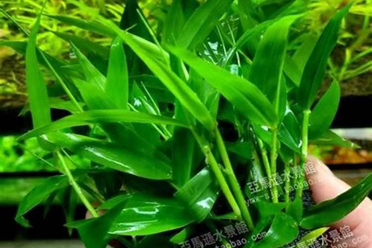 绿竹用什么水养