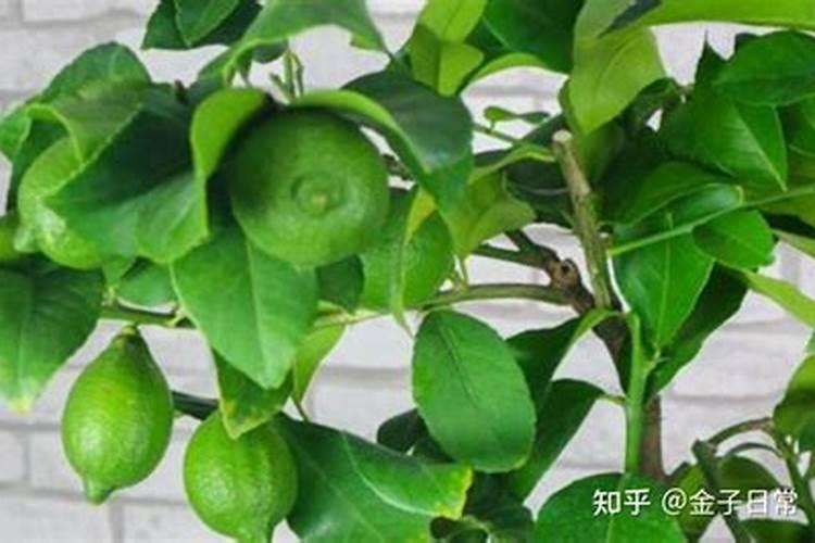 【核桃】的功效与作用