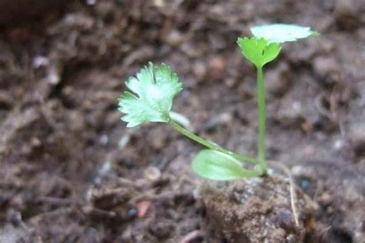 种香菜用什么肥料好