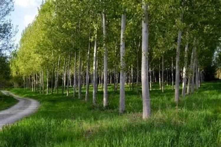 大棚冬季种植黄瓜,要使用叶面肥吗？