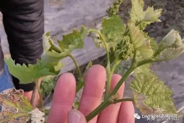 植物叶子卷边是怎么回事点啥药啊？